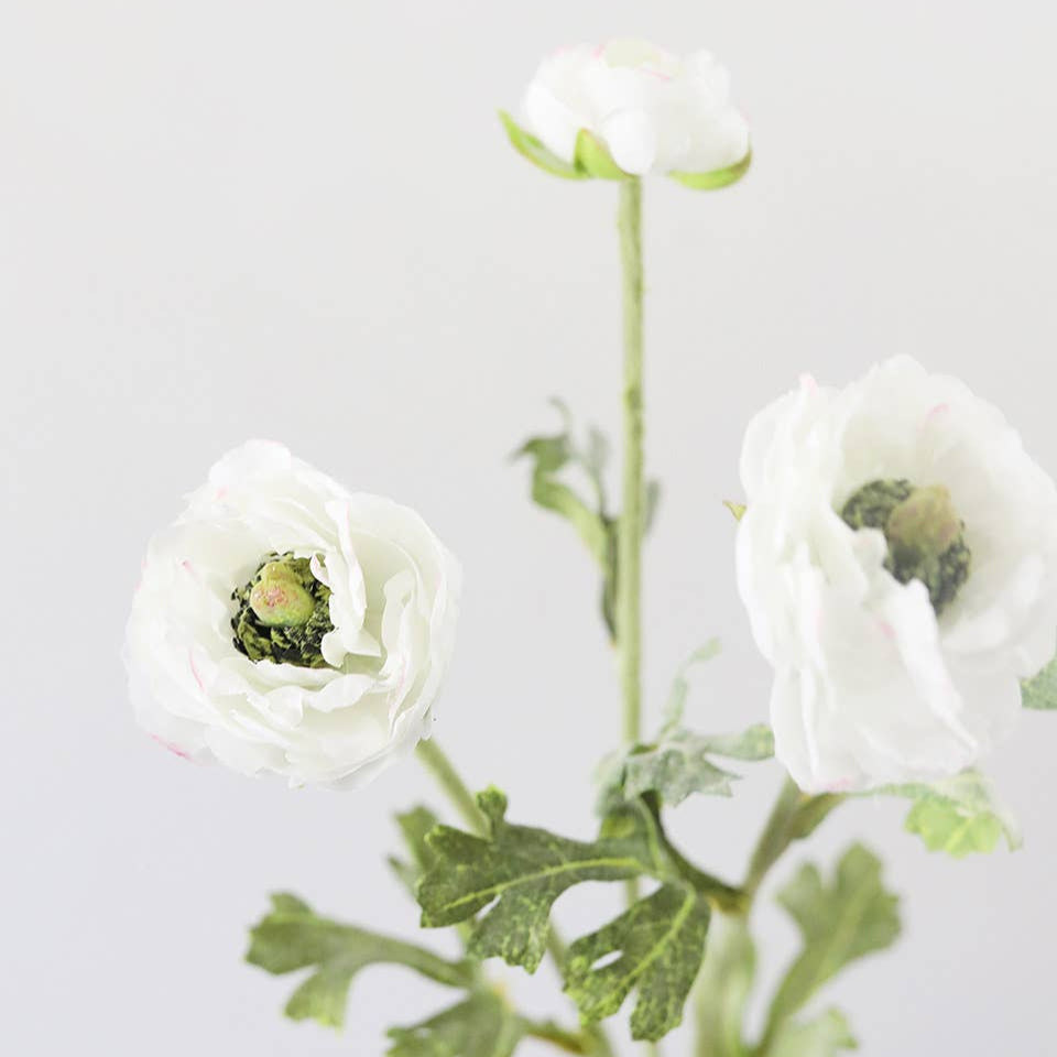 White Ranunculus 18.5" Prestige Botanicals