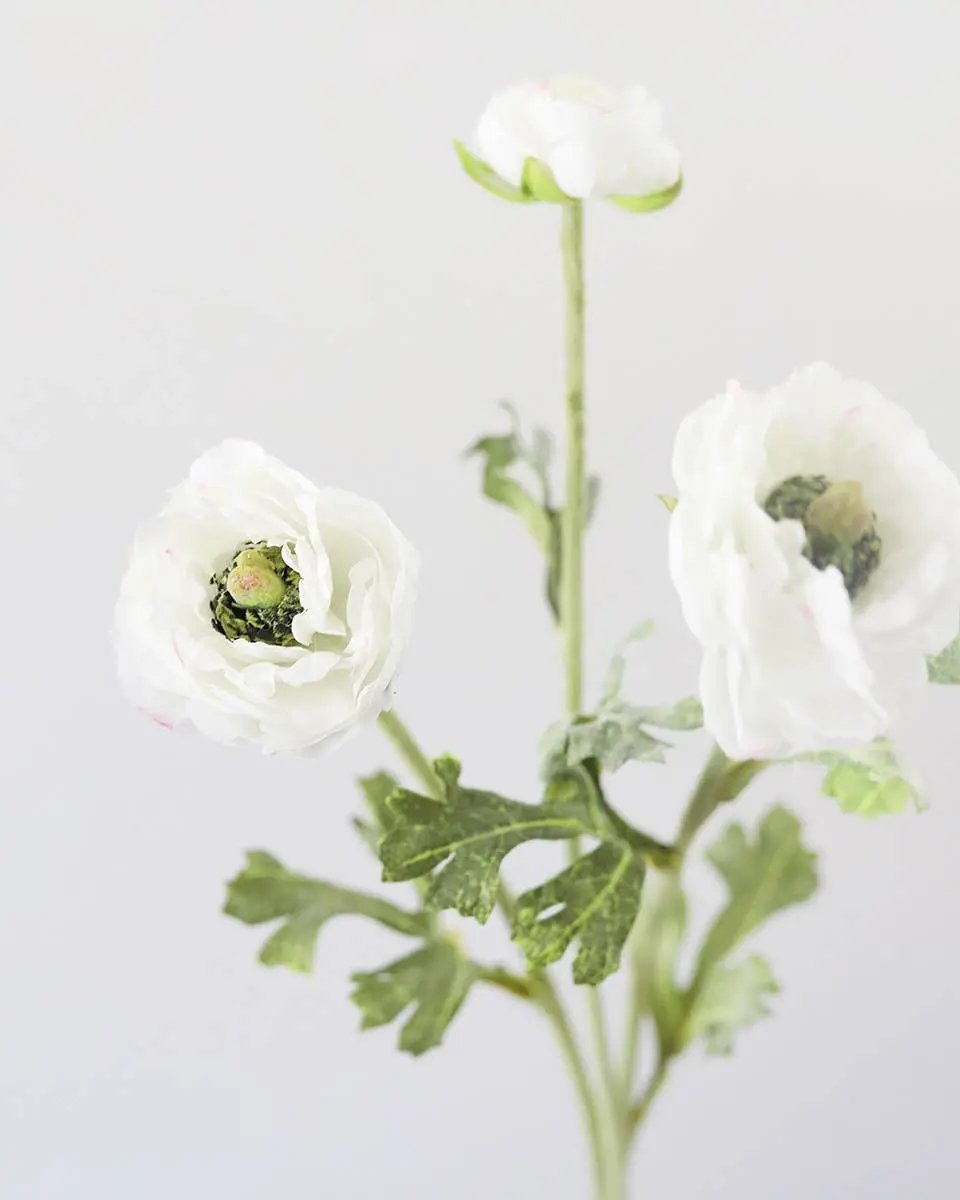 White Ranunculus Stem - Prestige Range Prestige Botanicals