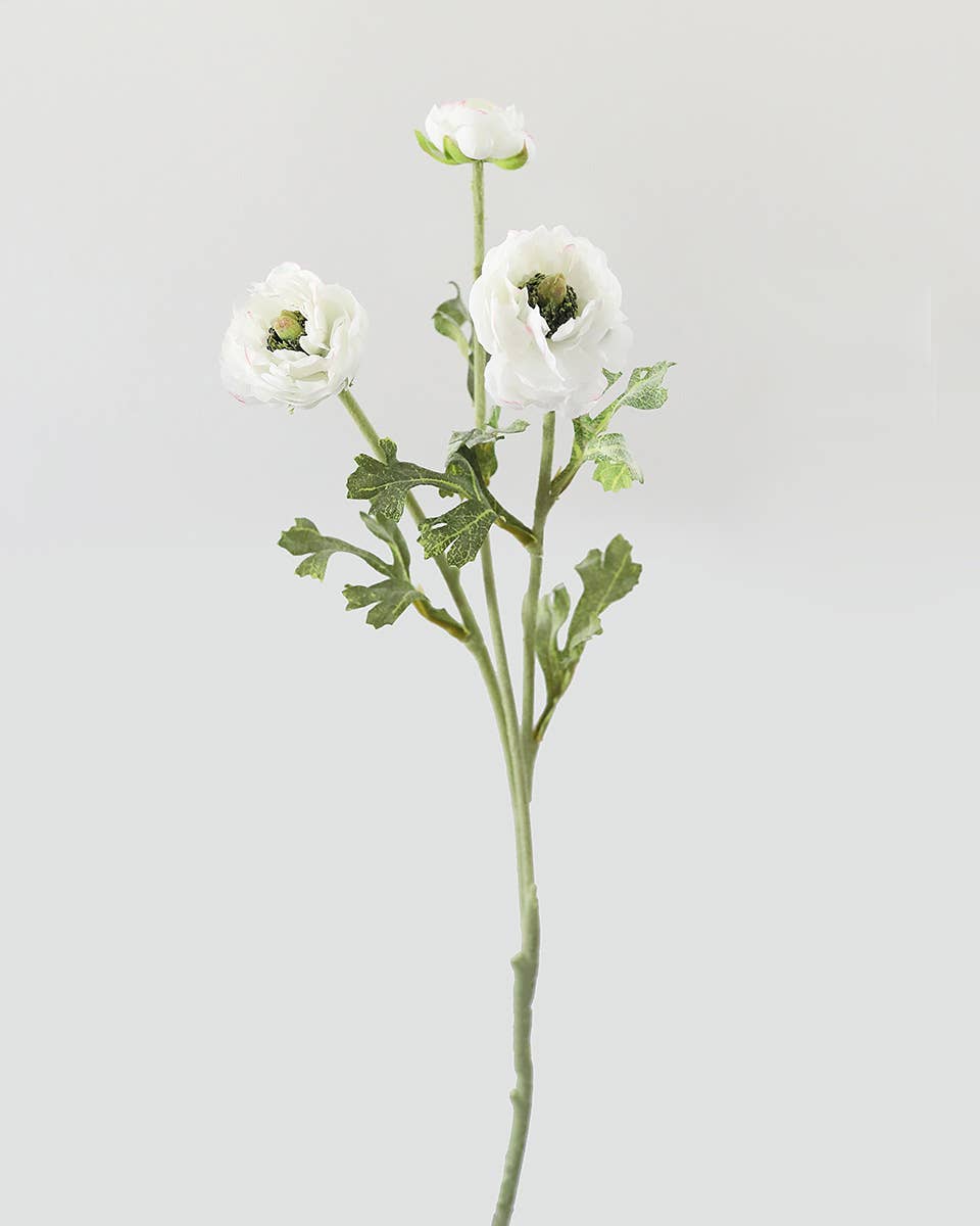 White Ranunculus Stem - Prestige Range Prestige Botanicals