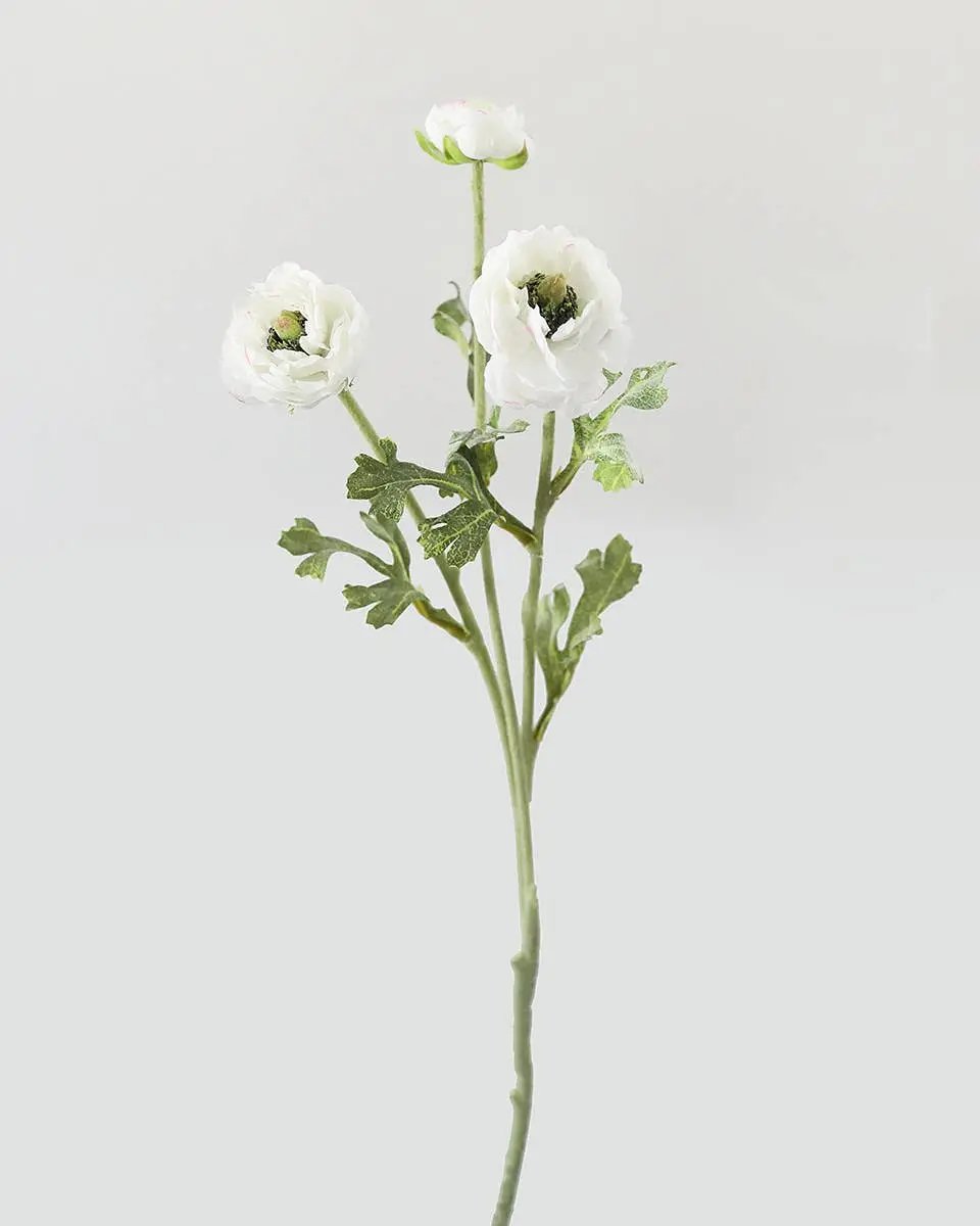 White Ranunculus Stem - Prestige Range Prestige Botanicals