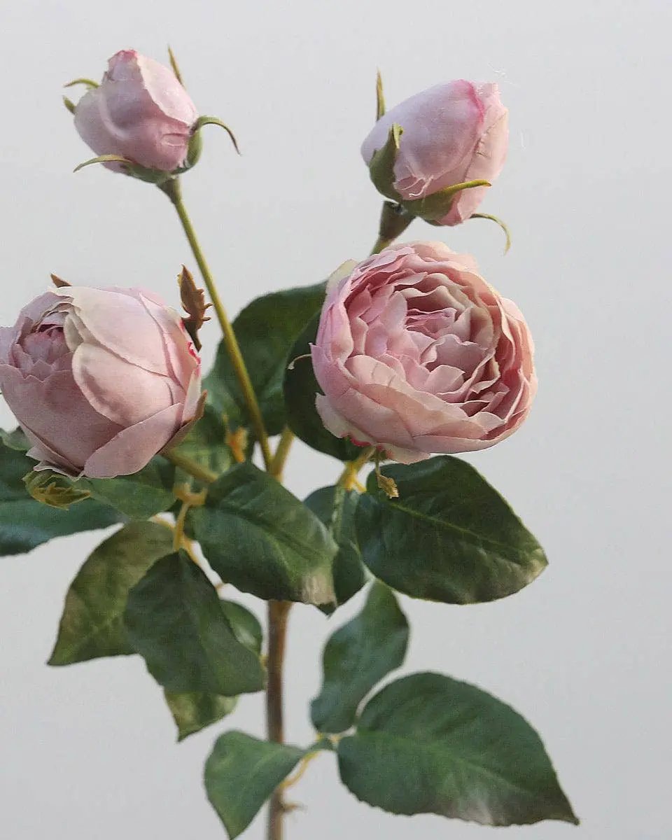 Mauve English Rose Stem - Prestige Range Prestige Botanicals