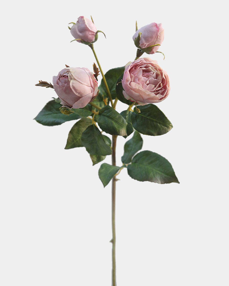 Mauve English Rose Stem - Prestige Range Prestige Botanicals