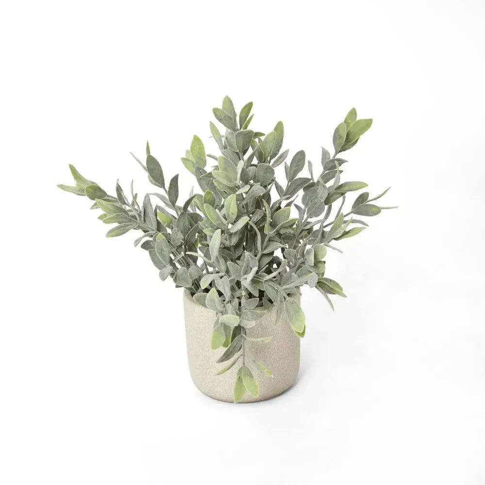 Potted Melon Seed Pot Florabelle