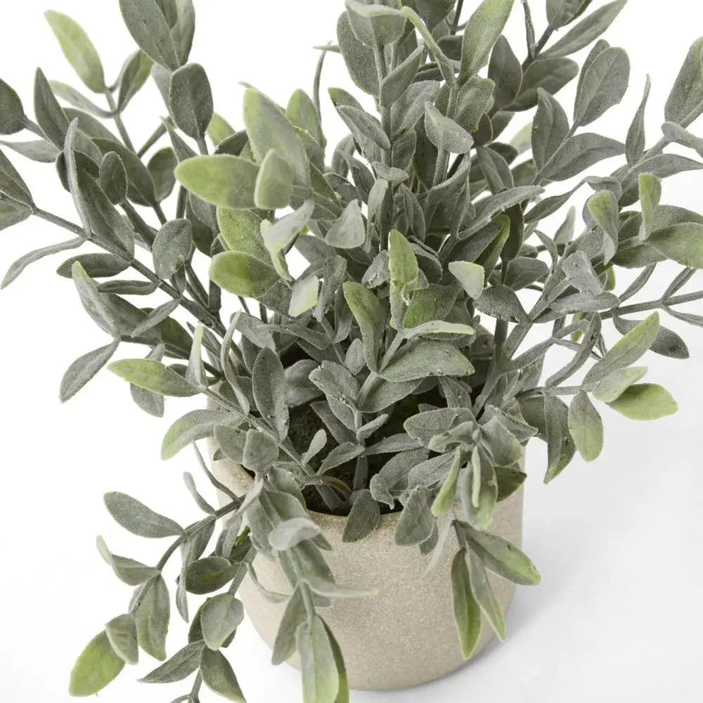 Potted Melon Seed Pot Florabelle