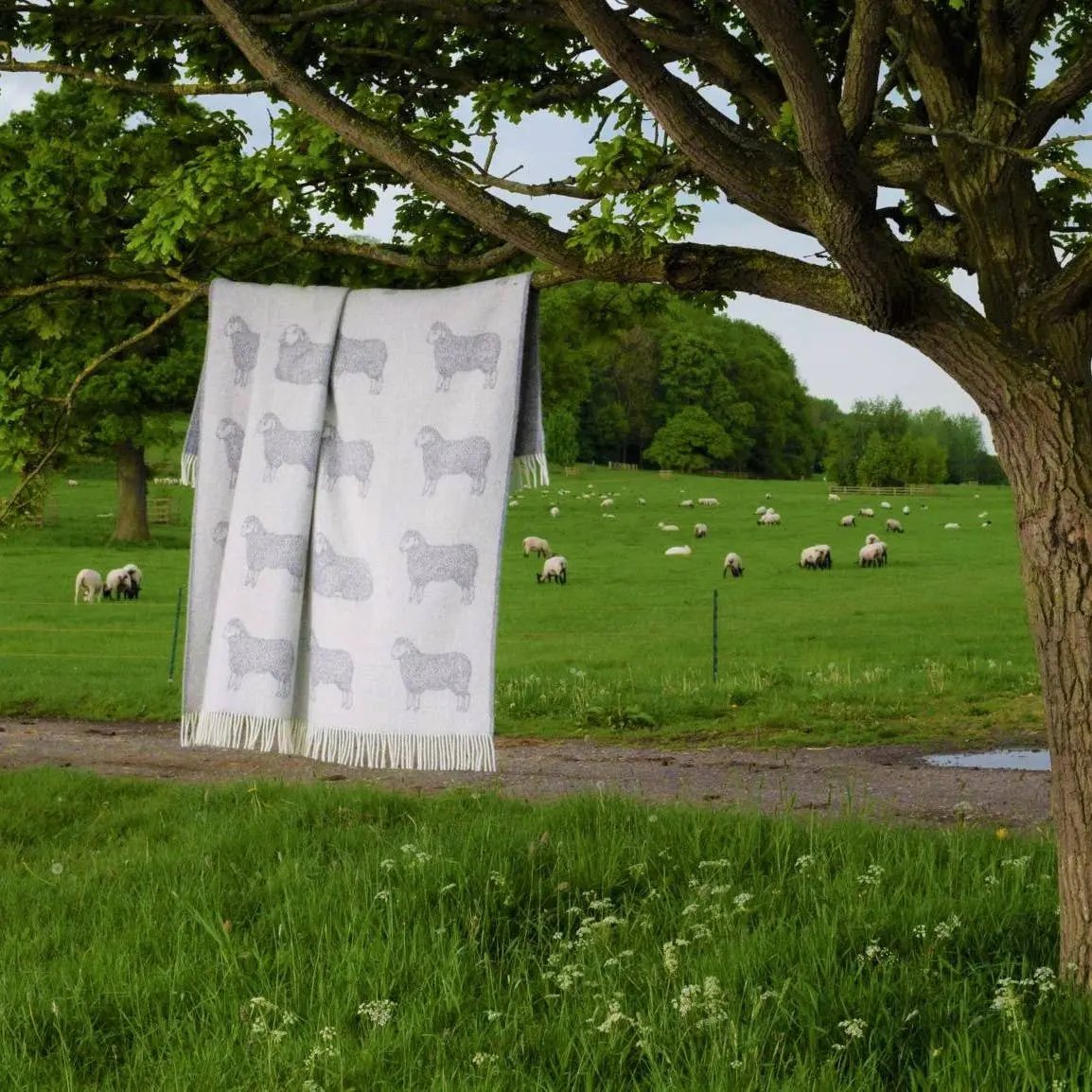 Sheep Soft Grey Pure Wool Throw JJ Textile