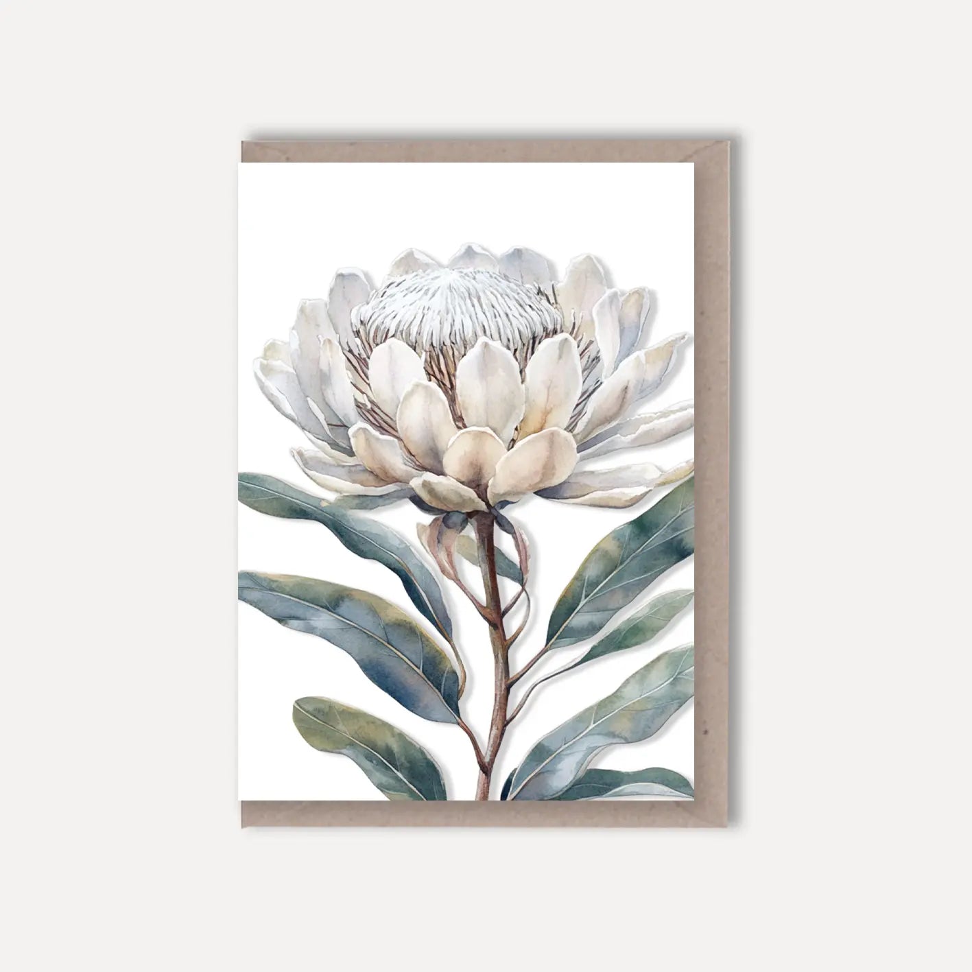 AUSTRALIAN FLORAL Blank greeting card - Single Stems card 10 White Protea Scattered Seed Co
