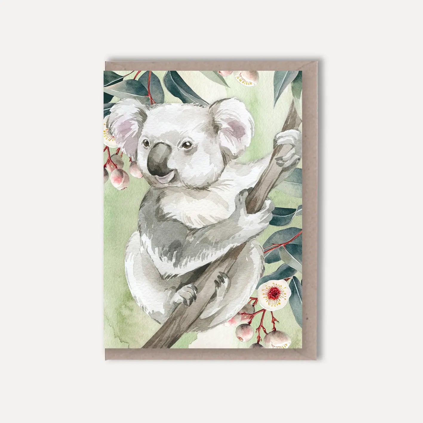 Australian Watercolour Koala on Australian Flora greeting card Scattered Seed Co