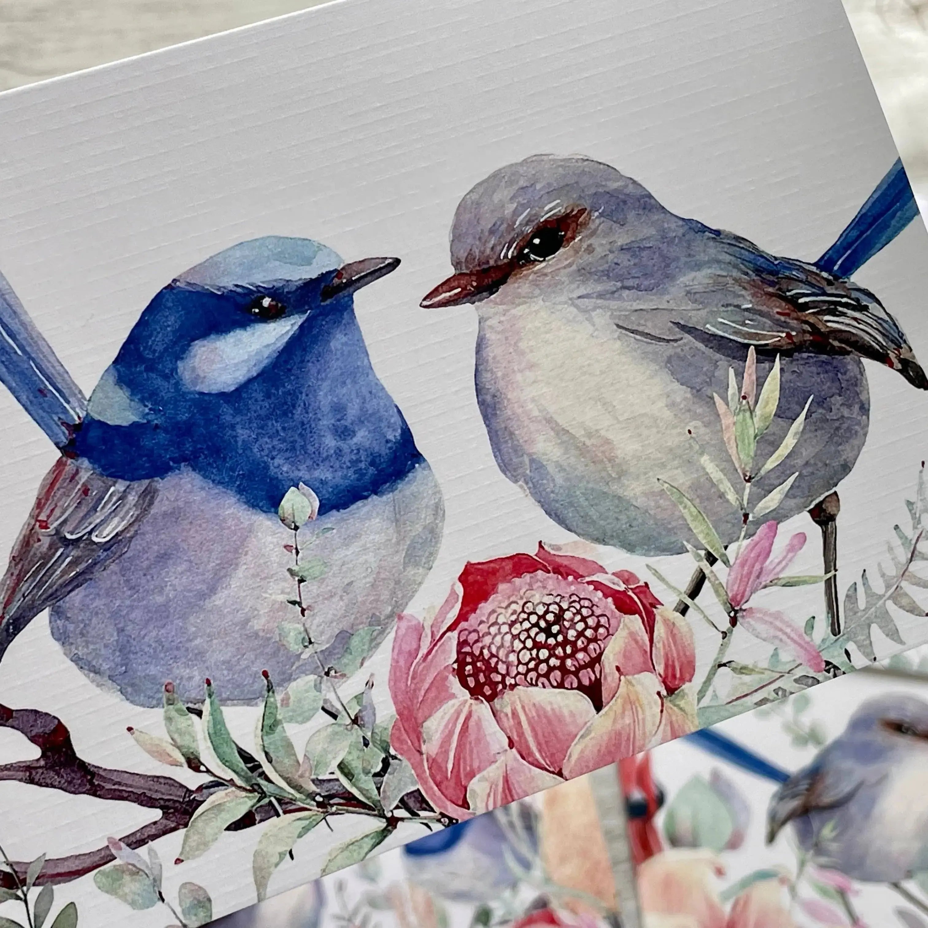 Superb Fairy Wrens - Blank Cards set of 4: All 4 please Scattered Seed Co