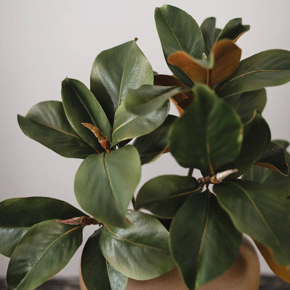 Prestige Faux Magnolia Leaf Stem – 63cm