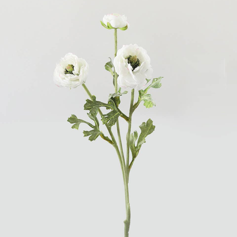 White Ranunculus 18.5" Prestige Botanicals