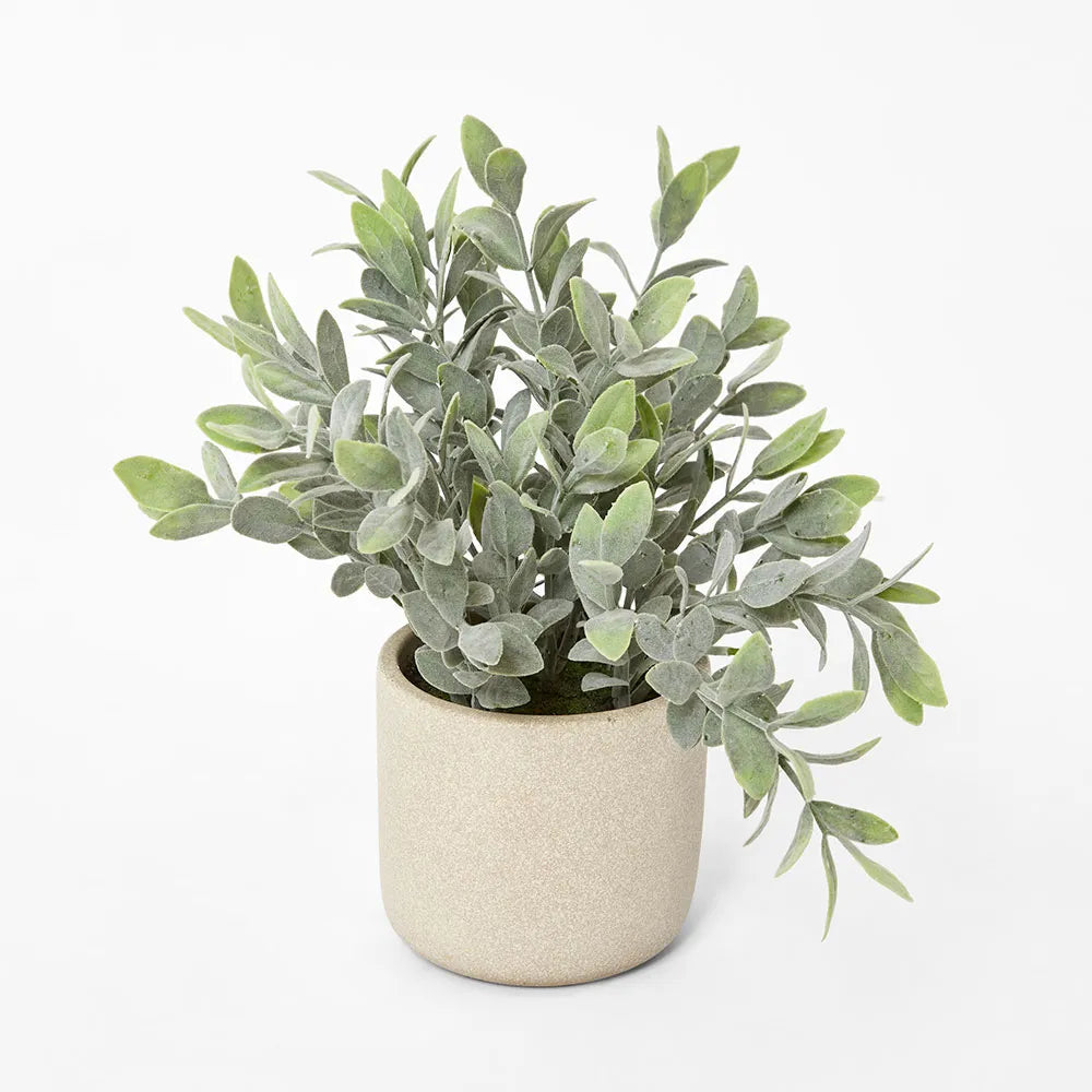 Potted Melon Seed Pot Florabelle