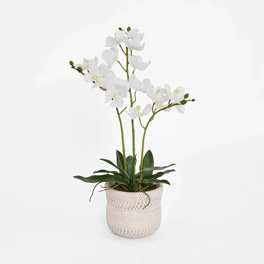 Potted Ascocenda Orchid – White Florabelle