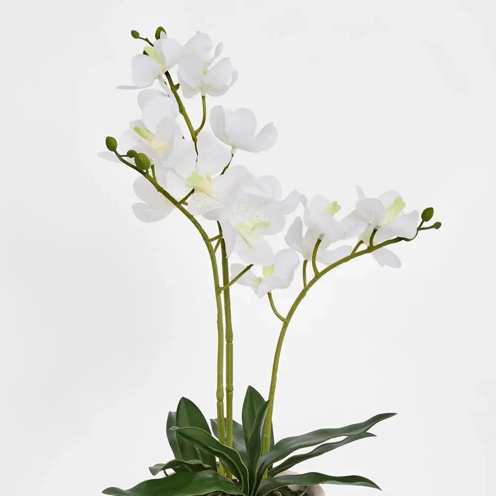 Potted Ascocenda Orchid – White Florabelle