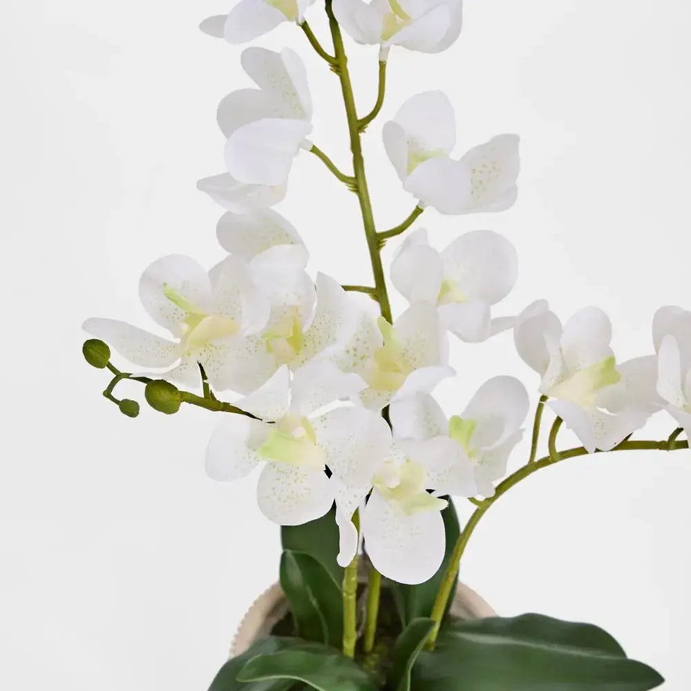 Potted Ascocenda Orchid – White Florabelle