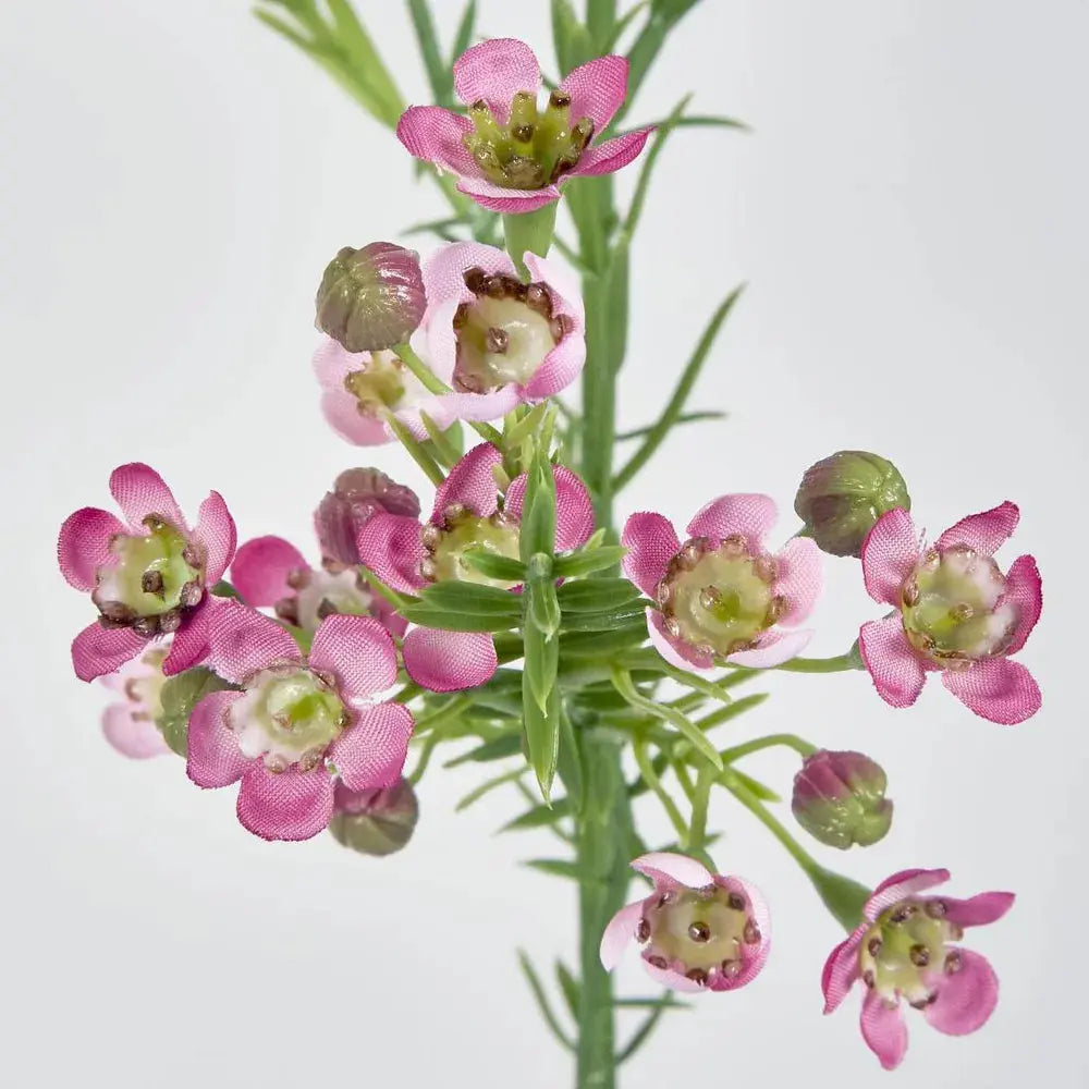 Wax Flower Dark Pink 64cm Barrington Country Homewares